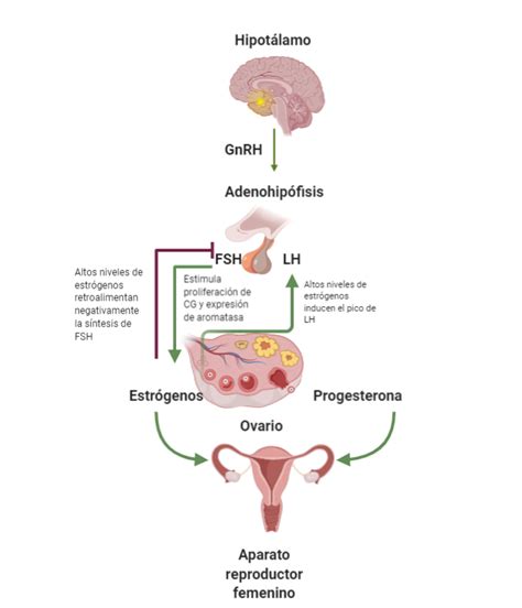 Gráfico ilustrando el eje hipotálamo-hipófisis-ovario y su interacción con el ciclo menstrual.