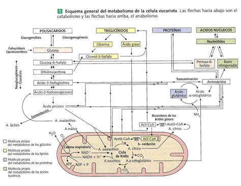 Diagrama general del metabolismo celular, mostrando la interrelación entre carbohidratos, lípidos y proteínas.