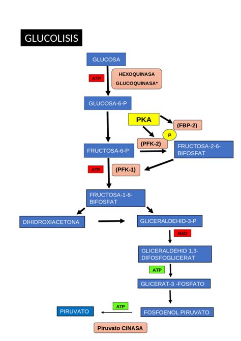 Esquema detallado de la vía de la glucólisis, mostrando las reacciones y moléculas intermedias.