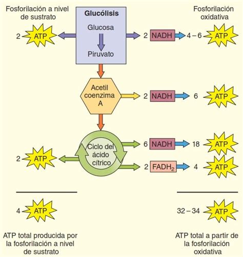 Ilustración comparativa de la producción de ATP en la fermentación láctica versus la respiración aeróbica.