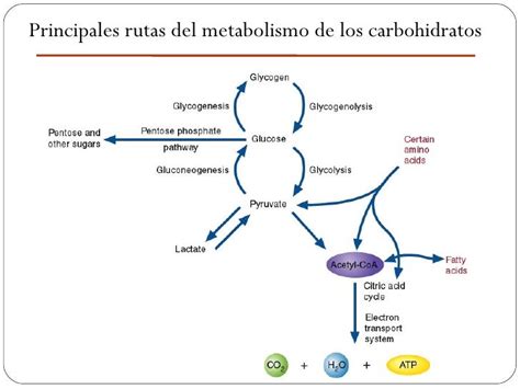 Diagrama comparativo de las principales vías catabólicas de los carbohidratos: Glucólisis, Vía de las Pentosas Fosfato y Vía de Entner-Duodoroff.