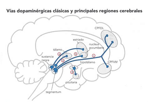 Diagrama que ilustra la vía de señalización de la dopamina en la hipófisis y su relación con la prolactina y el metabolismo.
