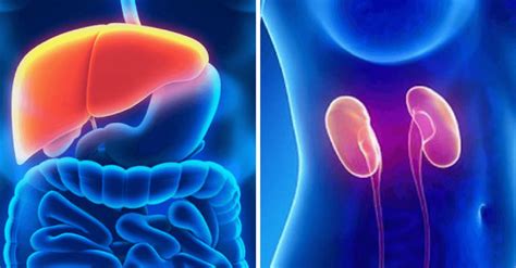 Ilustración del cuerpo humano mostrando los órganos de desintoxicación (hígado, riñones, etc.).