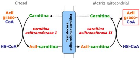Esquema del transporte de ácidos grasos a la mitocondria con la participación de la carnitina