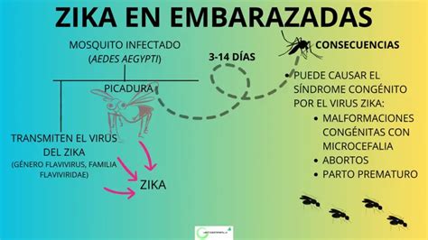 Ilustración del virus del Zika y su posible impacto en el feto