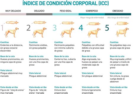 Diagrama ilustrativo del Índice de Condición Corporal (ICC) en perros, mostrando las diferencias entre un perro delgado, con peso ideal, sobrepeso y obeso.
