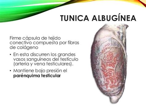 diagrama de la túnica albugínea y cómo el tejido artificial la imita