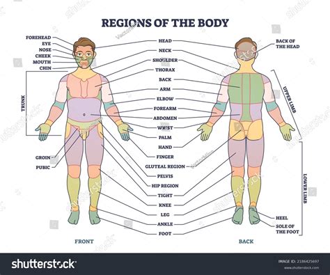 Infografía comparativa de las zonas del cuerpo masculino más tratadas con liposucción.