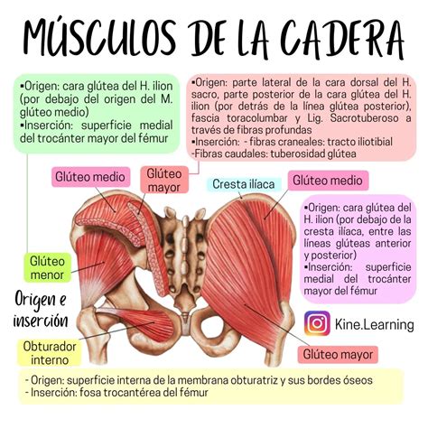 Infografía: Anatomía de los músculos glúteos (mayor, medio, menor)