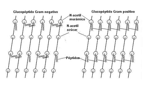 Representación esquemática de la molécula de aztreonam uniéndose a las proteínas de la pared bacteriana.