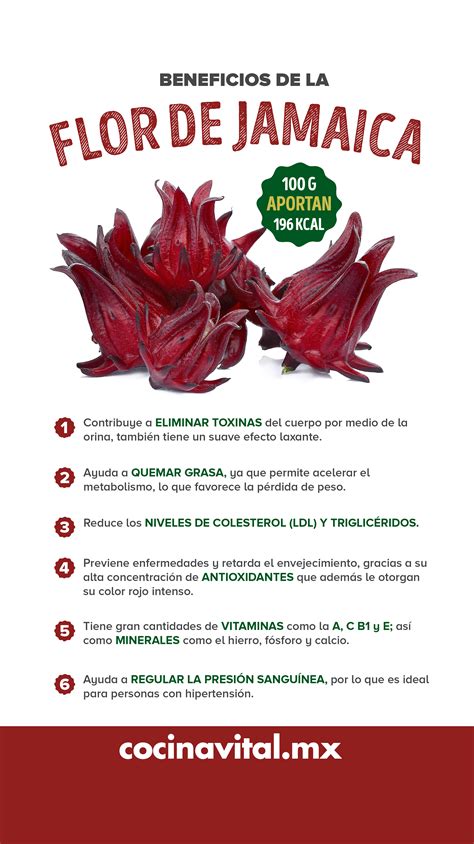 Infografía con los beneficios del té de jamaica para la salud