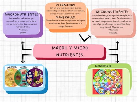 Infografía detallando la macro y micro nutrición para culturistas.