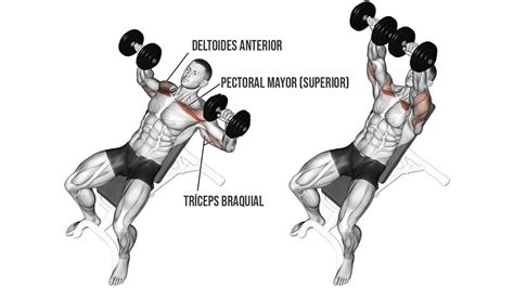 Diagrama de ejercicio: Press inclinado con mancuernas