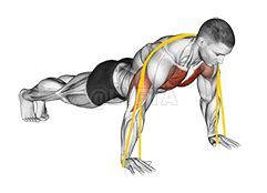 Animación mostrando la técnica correcta de flexiones con banda de resistencia