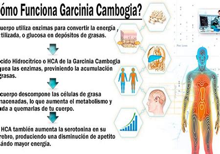 Ilustración que muestra las áreas del cuerpo donde la Garcinia Cambogia puede ayudar a prevenir la acumulación de grasa.