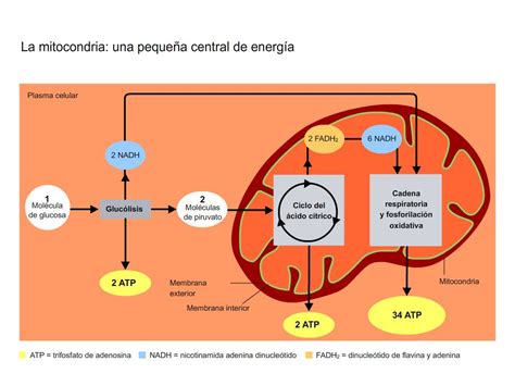 Diagrama que explica el proceso de conversión de grasas en glucógeno y la producción de energía.