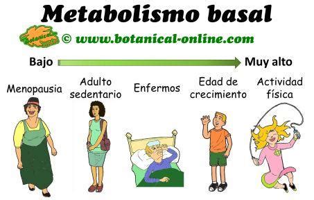 Gráfico ilustrando las causas y síntomas de un metabolismo basal lento