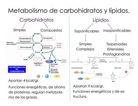 Gráfico comparativo del efecto térmico de proteínas, carbohidratos y lípidos.