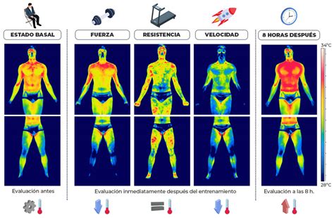 Infografía mostrando el proceso de termogénesis inducida por el frío y sus efectos en el cuerpo.