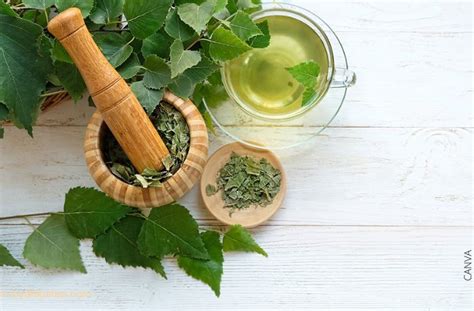 Infografía con los tres ingredientes principales (Té Verde, Abedul, Fucus) y sus beneficios asociados.