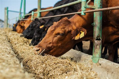 Infografía general sobre la importancia de la nutrición en el ganado de engorda.