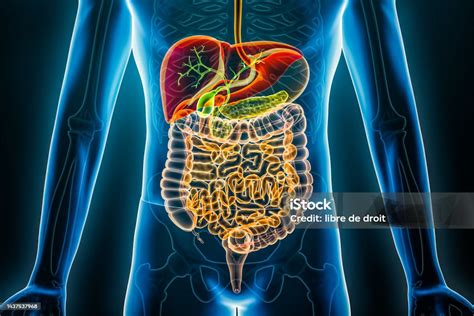 Ilustración esquemática del tracto gastrointestinal mostrando los puntos de interacción entre alimentos y fármacos durante la absorción.