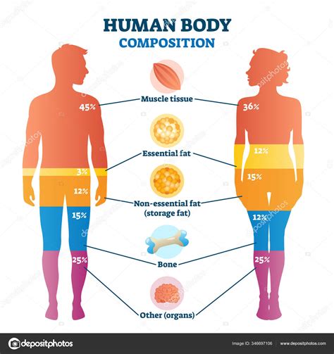infografía comparativa de composición corporal entre personas con y sin Síndrome de Down