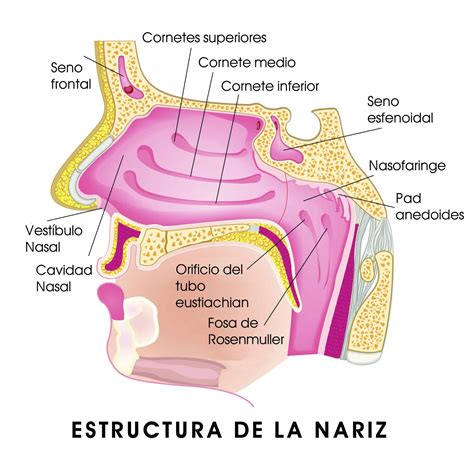 Anatomía de la nariz detallada con énfasis en la estructura ósea y cartilaginosa para rinoplastia