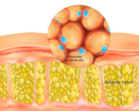 Visualización de adipocitos de un ratón obeso (izquierda) y de un ratón delgado tratado con digoxina (derecha), mostrando una mejor respuesta al exceso de nutrientes y el consumo de grasa.