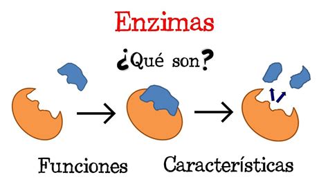 Esquema molecular que ilustra la acción de la enzima PDE9 y su inhibición para quemar grasa.