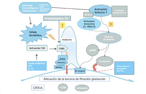 Esquema de los mecanismos propuestos por los cuales la cetoadaptación puede mejorar el rendimiento deportivo