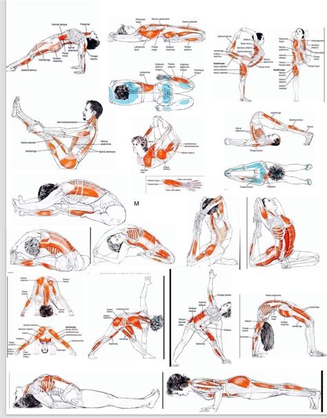 Diagrama anatómico mostrando los músculos implicados en una flexión.
