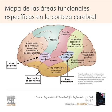 Representación gráfica de la actividad cerebral en áreas relacionadas con la recompensa y la toma de decisiones en pacientes con anorexia y obesidad.