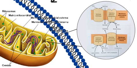 Gráfico que ilustra el transporte de ácidos grasos a la mitocondria por la L-carnitina.