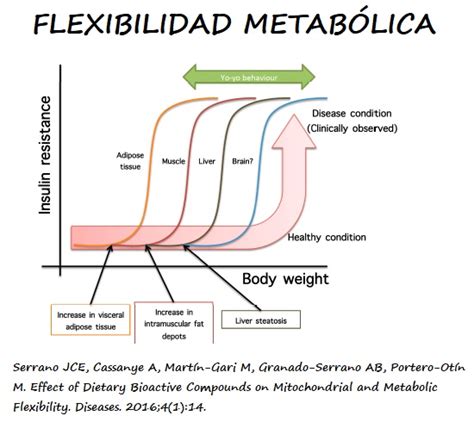 Diagrama de flujo explicando la flexibilidad metabólica y sus beneficios.