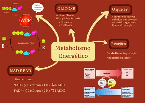 Gráfico que muestra cómo el cardio mejora el metabolismo energético y el flujo sanguíneo.