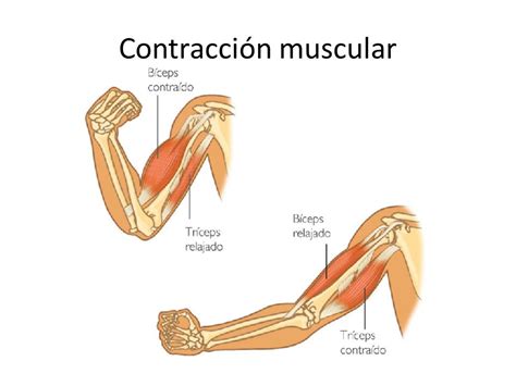 Gráfico comparativo de la relación fuerza-velocidad en la contracción muscular, destacando cómo las velocidades bajas permiten una mayor producción de fuerza (tensión mecánica).