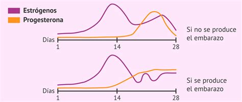 Gráfico que muestra la fluctuación de los niveles de estrógeno a lo largo de la vida de la mujer, destacando la caída en la menopausia.