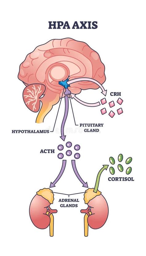Diagrama que ilustra las interconexiones entre el eje HPG, HPA, HPT y la regulación del cortisol con el metabolismo de los estrógenos.