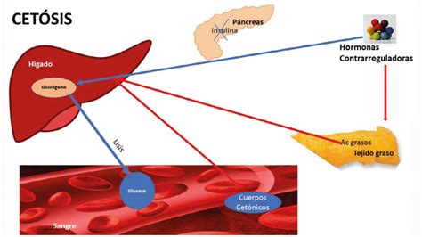 Esquema del proceso metabólico de la cetosis, mostrando la conversión de grasas en cuerpos cetónicos.
