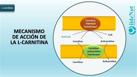 Infografía detallando el mecanismo de acción de la carnitina en el transporte de grasas y la mejora de la microcirculación cutánea.