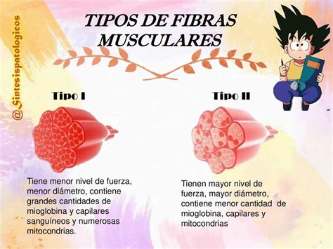 Ilustración de la pérdida de fibras musculares tipo II con la edad.
