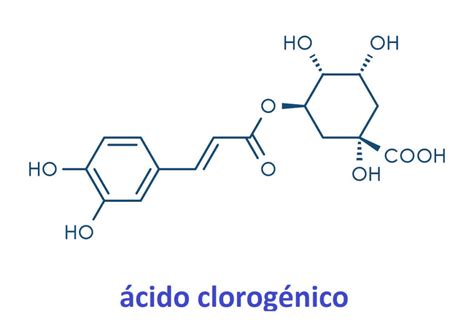 Diagrama de la molécula de ácido clorogénico y su estructura química.