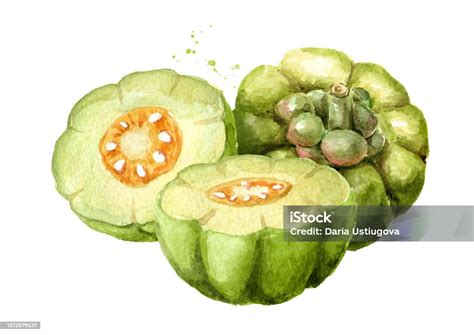 Ilustración de la fruta Garcinia Cambogia y su interior.