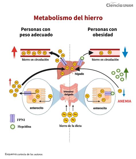 infografía que muestra la relación entre la deficiencia de hierro y la obesidad, destacando grupos de riesgo.