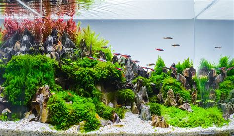 Infografía que muestra un acuario bien diseñado para peces molly, con plantas, decoración y un filtro que crea una corriente suave, promoviendo la actividad.