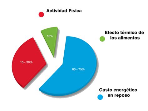 Infografía detallando los componentes del Gasto Energético Total diario.