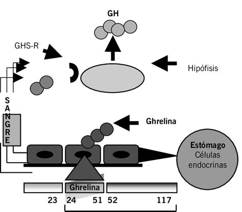 Gráfico mostrando la reducción de la secreción de ghrelina después de la cirugía bariátrica.