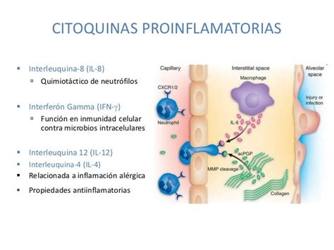 Flujo de producción de citoquinas proinflamatorias en el tejido adiposo.