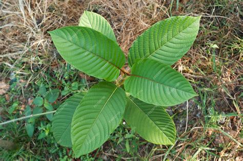 Ilustración botánica del árbol de Kratom (Mitragyna speciosa)